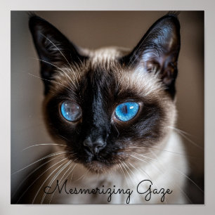Mesmerisierender Blick: Siamische Katze Poster