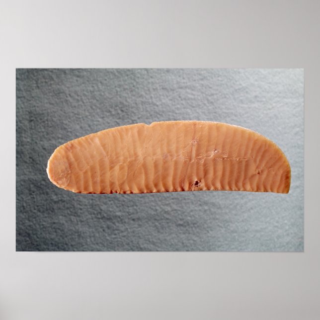 Messerklinge Poster (Vorne)