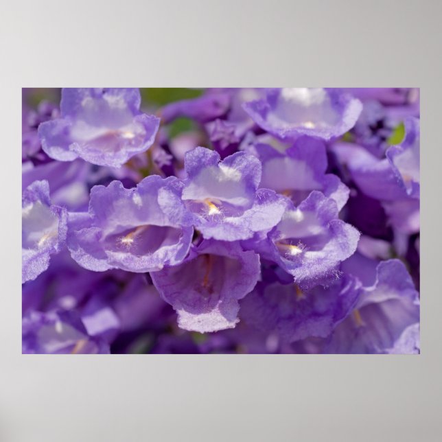 Mesziemlich-Blume Poster (Vorne)