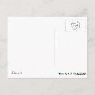 Metal Dragonfly Postkarte