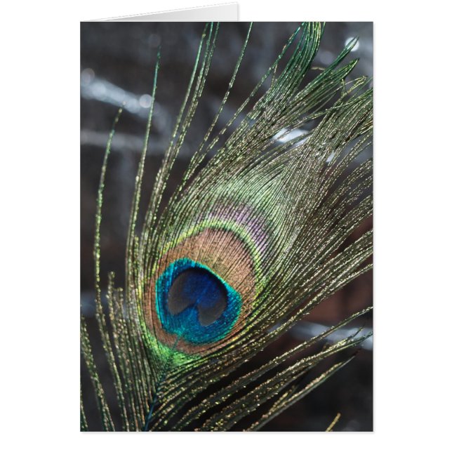 Metalic Peacock Feather (Vorne)