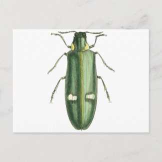 Metallischer Holzwolzkäfer Postkarte