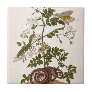 Metamorphose insectorum Surinamensium Fliese