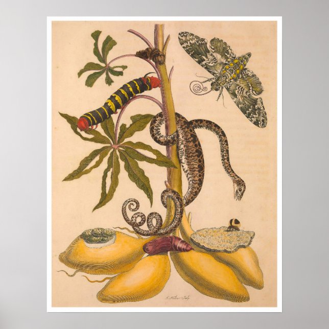 Metamorphose Insectorum Surinamensium Print Poster (Vorne)
