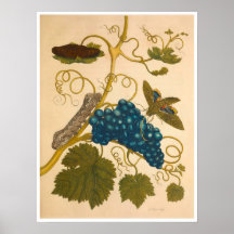 Metamorphose Insectorum Surinamensium Print