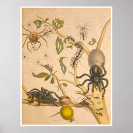 Metamorphose Insectorum Surinamensium Print Poster
