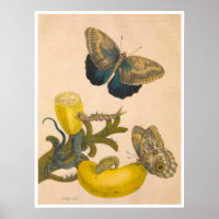 Metamorphose Insectorum Surinamensium Print
