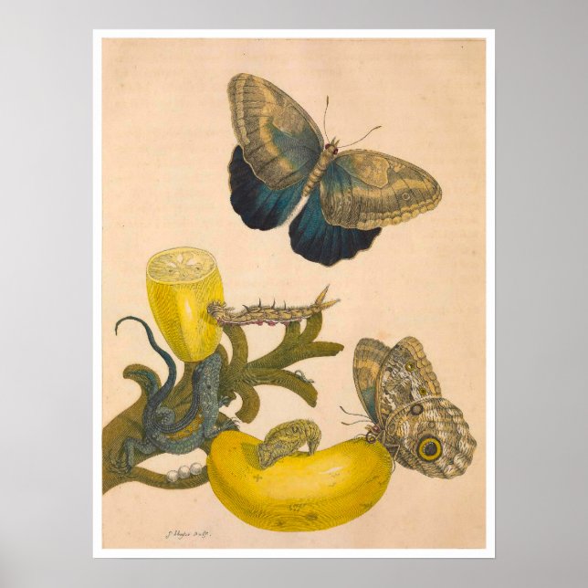 Metamorphose Insectorum Surinamensium Print Poster (Vorne)