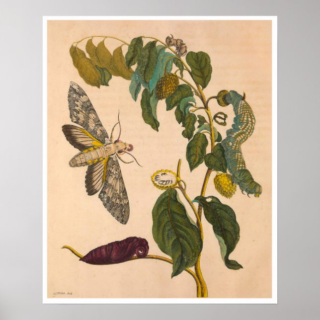 Metamorphose Insectorum Surinamensium Print Poster (Vorne)