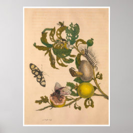 Metamorphose Insectorum Surinamensium Print Poster