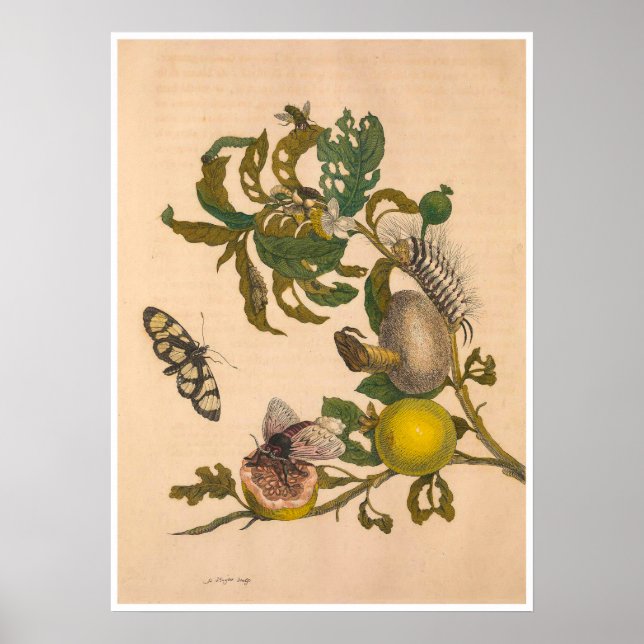 Metamorphose Insectorum Surinamensium Print Poster (Vorne)