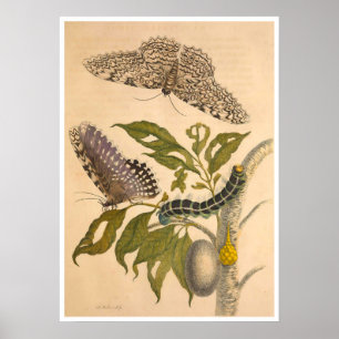 Metamorphose Insectorum Surinamensium Print Poster