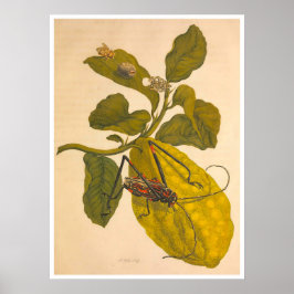 Metamorphose Insectorum Surinamensium Print Poster