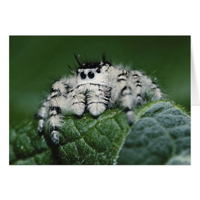 Metaphid Jumping Spider (Vorderseite (Horizontal))