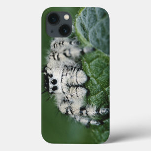 Metaphid Jumping Spider iPhone 13 Hülle