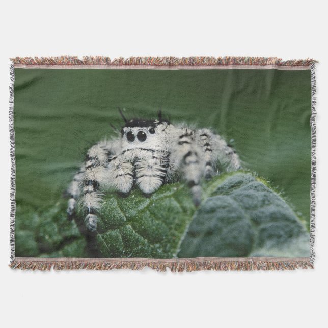 Metaphid Jumping Spider Decke (Vorderseite)