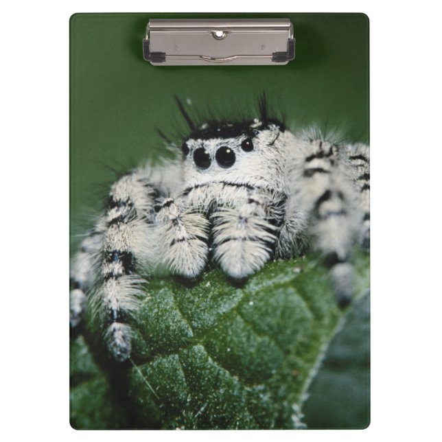 Metaphid Jumping Spider Klemmbrett (Vorderseite)