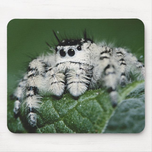 Metaphid Jumping Spider Mousepad (Vorne)