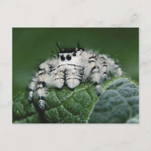 Metaphid Jumping Spider Postkarte
