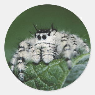 Metaphid Jumping Spider Runder Aufkleber
