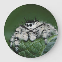 Metaphid springende Spinne