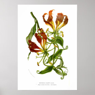 Methonica plantii (Gloriosa superba) Poster
