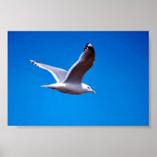 Mew Gull im Flug Poster