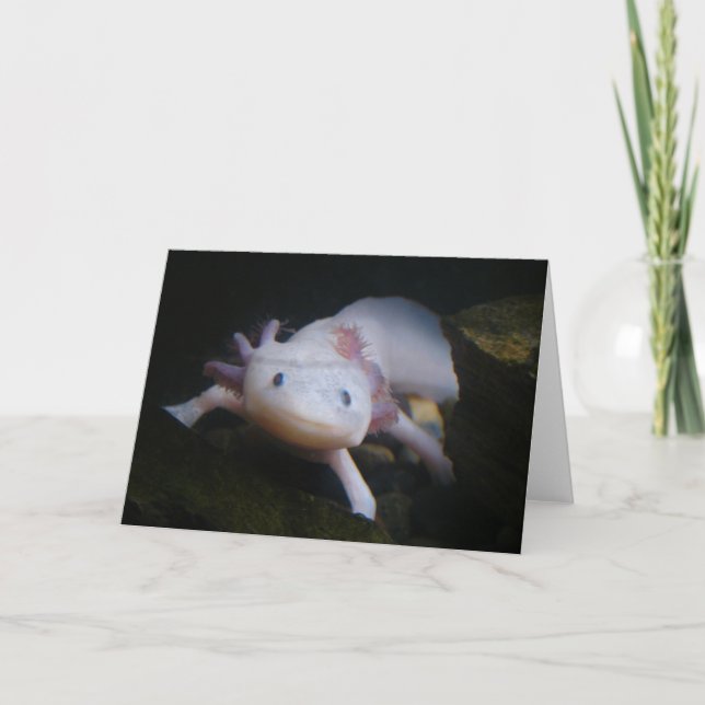 Mexican Axolotl Karte (Vorderseite)