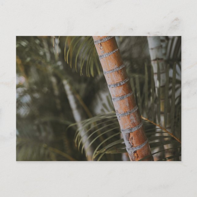 Mexican Bamboo Postkarte (Vorderseite)