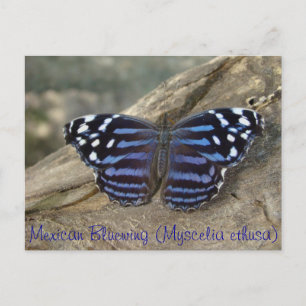 Mexican Bluewing (Myscelia ethusa) Schmetterling Postkarte