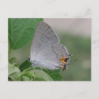 MEXICAN GRAY HAIRSTREAK BUTTERFLY POSTKARTE