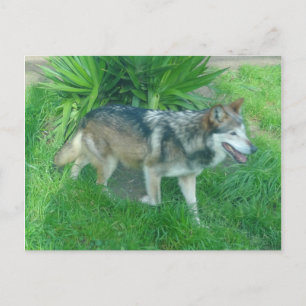 Mexican Gray Wolf #1 Postcard Postkarte