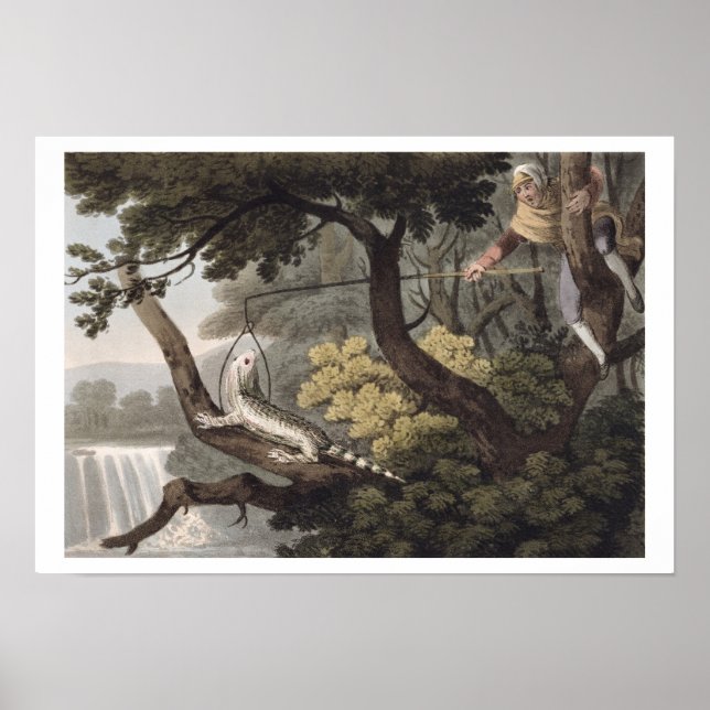 Mexican Lizard Catcher, graviert von Matthew Dubou Poster (Vorne)