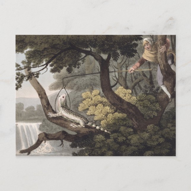 Mexican Lizard Catcher, graviert von Matthew Dubou Postkarte (Vorderseite)