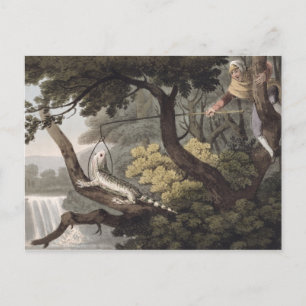 Mexican Lizard Catcher, graviert von Matthew Dubou Postkarte