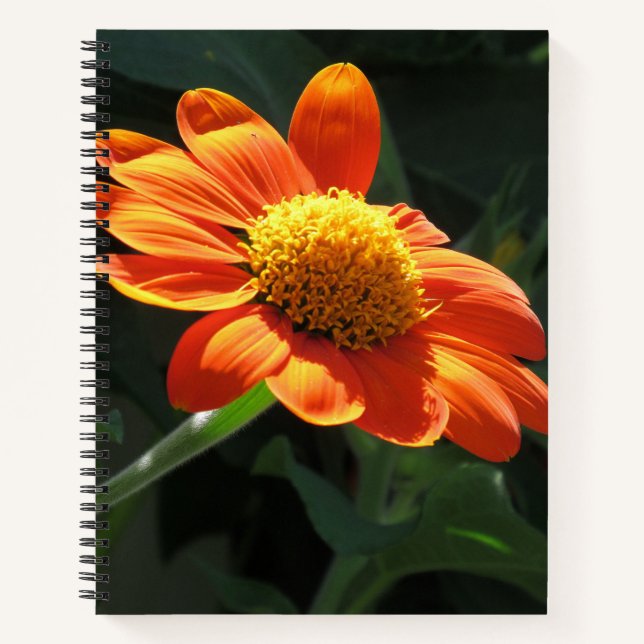 Mexican Sunflower Spiral Notebook - 8.5 x 11, 8.5 Notizbuch (Vorderseite)