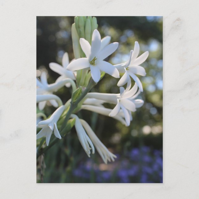 Mexican Tuberose # 1 Postkarte (Vorderseite)