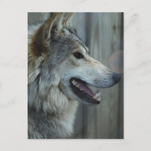 Mexican Wolf Postcard Postkarte (Vorderseite)