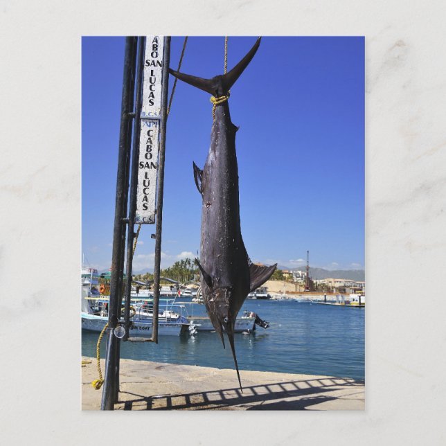 Mexico Marlin Postkarte (Vorderseite)