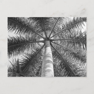 Mexico Palm Tree Shade Postkarte