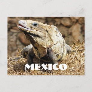 Mexico Reptile Wild Iguana Postkarte