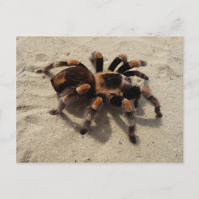Mexikaner Flameknee Tarantula-Postkarte Postkarte (Vorderseite)