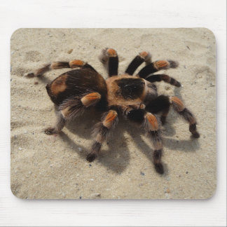 Mexikaner Flameknee Tarantula-Spinne Mousepad