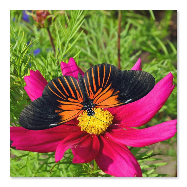 Mexikanische Aster-Blume mit einem Doris Longwing  Tapete (Vorderseite)