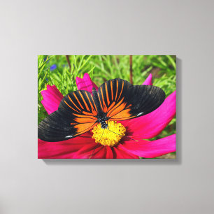 Mexikanische Asterblume mit einem Doris Longwing Leinwanddruck