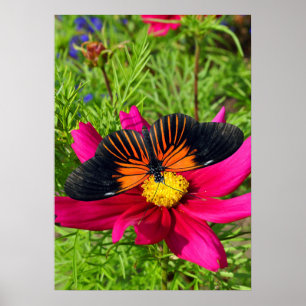 Mexikanische Asterblume mit einem Doris Longwing  Poster