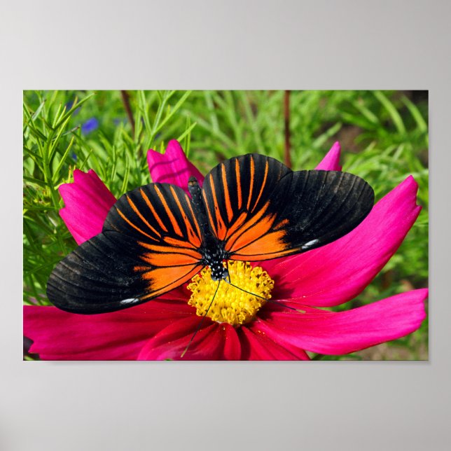 Mexikanische Asterblume mit einem Doris Longwing  Poster (Vorne)