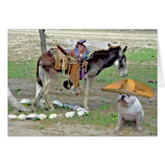 Mexikanische Bulldogge