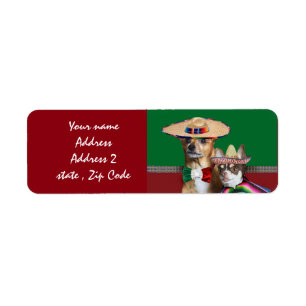 Mexikanische Chihuahua verfolgen