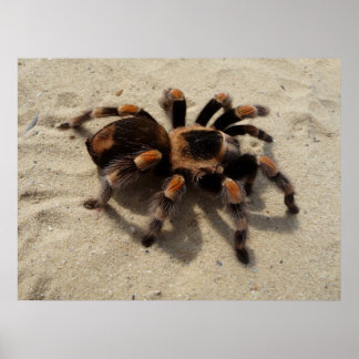 mexikanische Flameknie-Tarantula-Spinne Poster